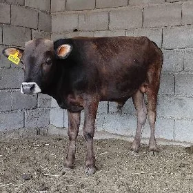 ŠWES OKUZ TUWE