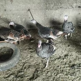 induk yumutga