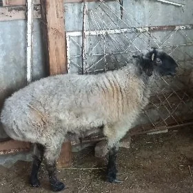 goýun