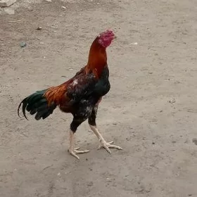 paroda