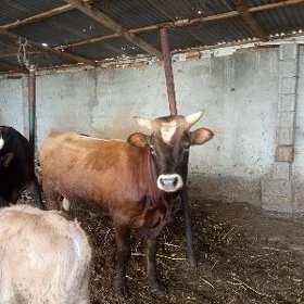 ökuz we őkuzçe