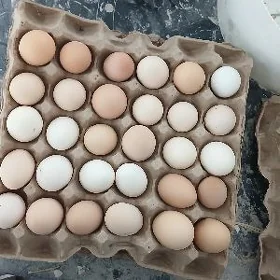 Yumurtga