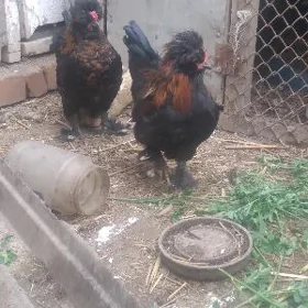karlık