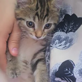 котята pisijekler