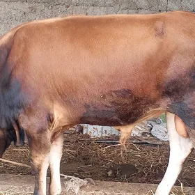 õküz