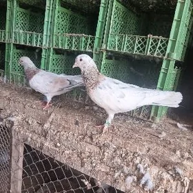 kepderi