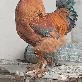 brama horaz