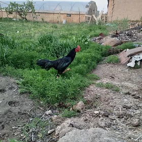 Ozbek