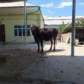 gysyr tuwe