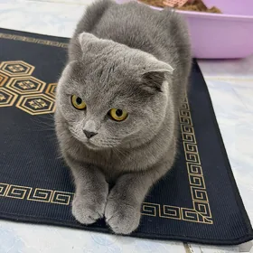 Pişik