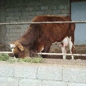 sygyr