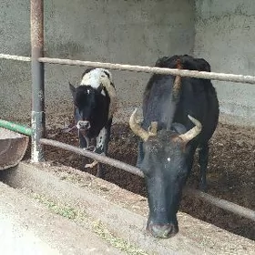 goleli sygyr
