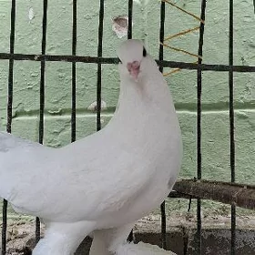 kepderi