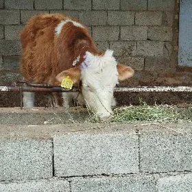 gyzyl ala okuzce