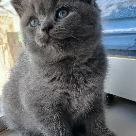 котята