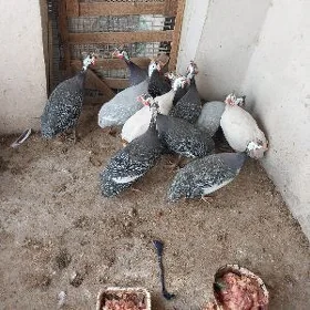 KÄKILIK