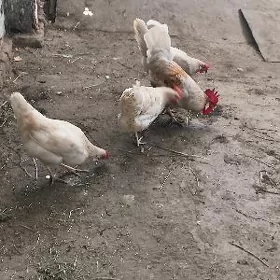 towuklar