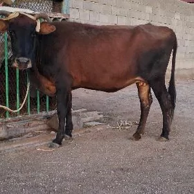 gysyr sygyr