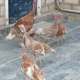 Kürk induk