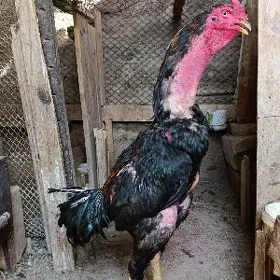 TâTaşkent Horaz