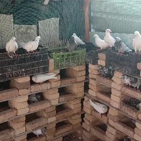 kepderi