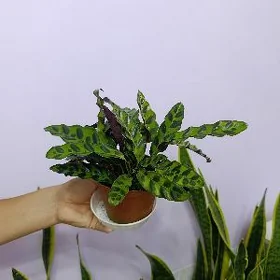 КАЛАТЕЯ