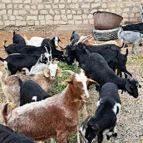 dog erkeç