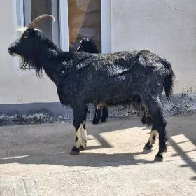 çebsili geçi