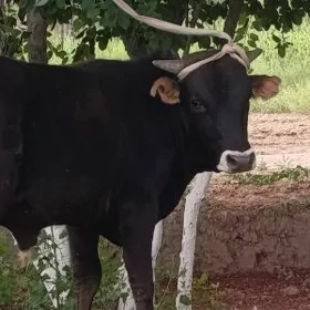 Öküz