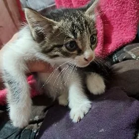 pishikler