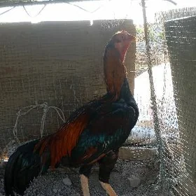 horaz