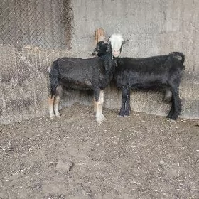 geci