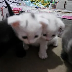 котята вислоушки