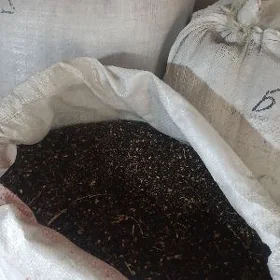 Şeker şiññirik tohumy