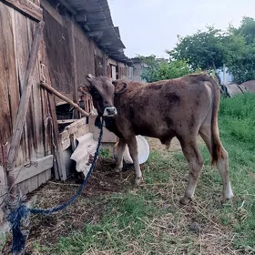 okuz sıwes