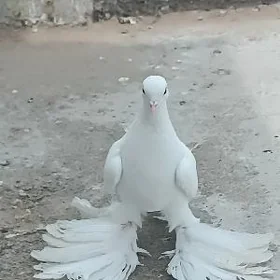 kepderi