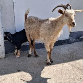 awlakly geçi