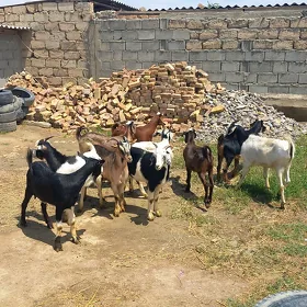 Dog erkeçler