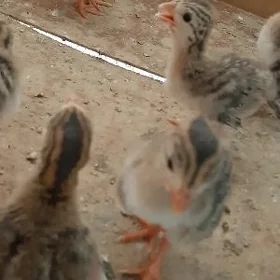 Sisarka, kakilik juyjek