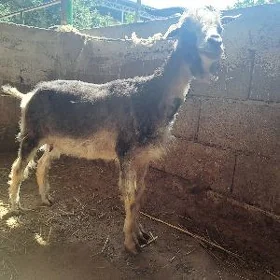 geci
