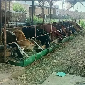 öküzçe gulajyn
