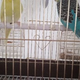 guslar
