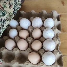 induk brama yumurtga