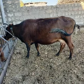 saglyk sygyr.