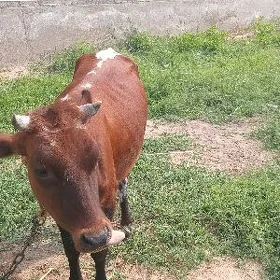gulajynlar