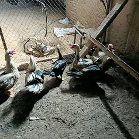 8 sany erkek ordek