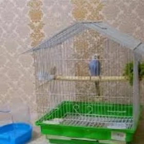 gus ve setklar imleri