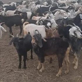 Geçi