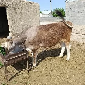 tuwe okuz