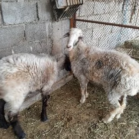 goýun